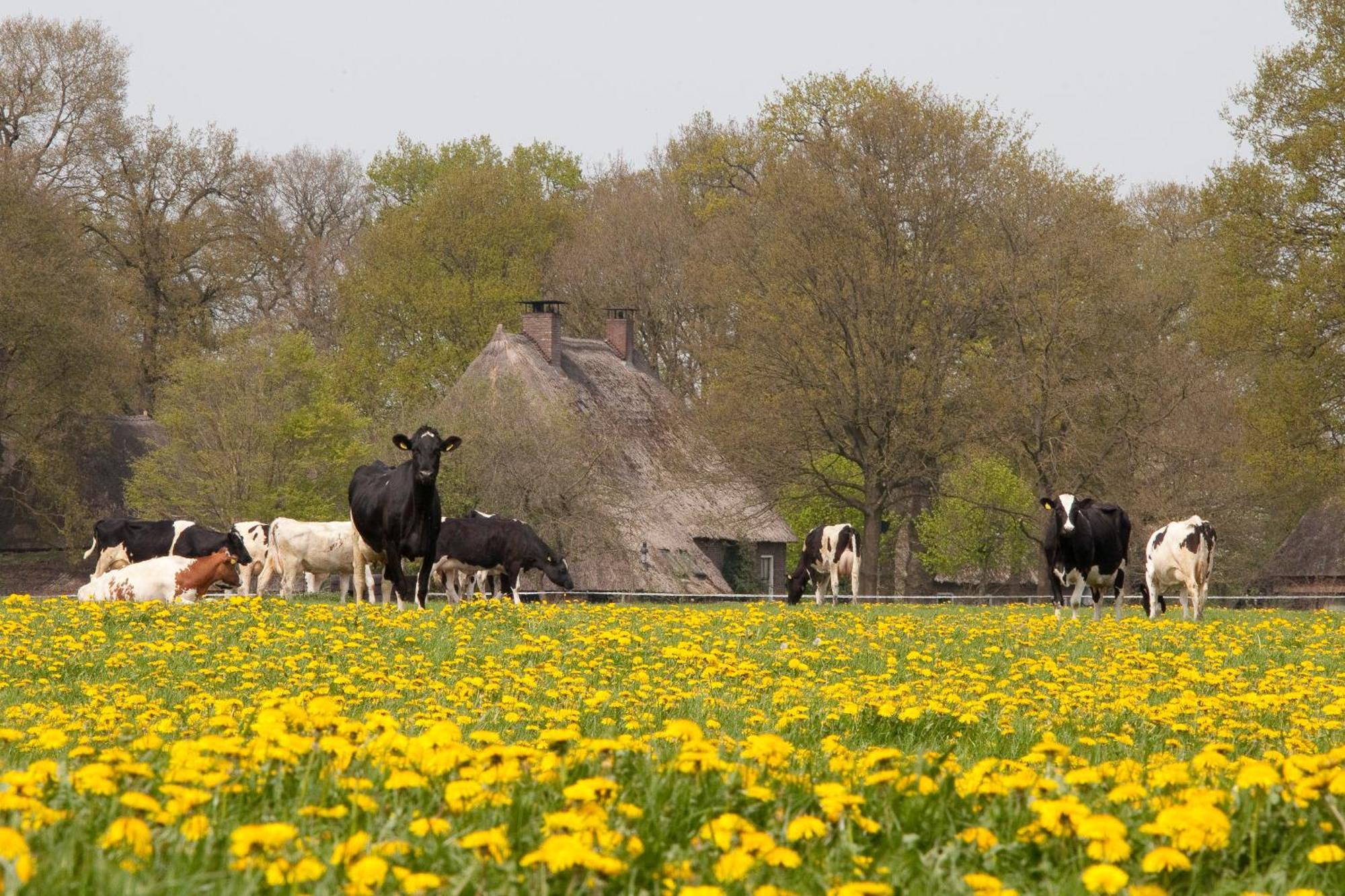 Camping de Bosrand Spier Buitenkant foto